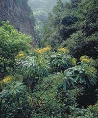 üppige Vegetation im Wald de los Tilos